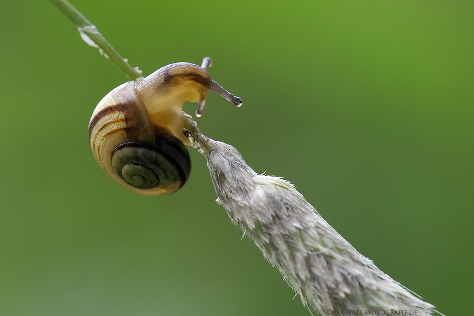 Schnecke