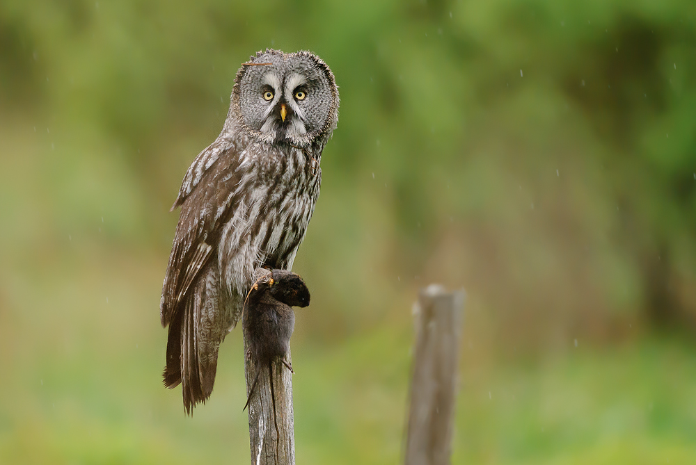 Erfolgreicher Bartkauz (Strix nebulosa)