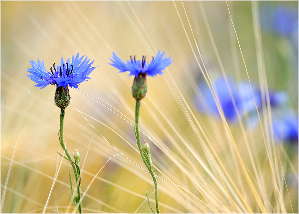 Kornblume Versuch #2