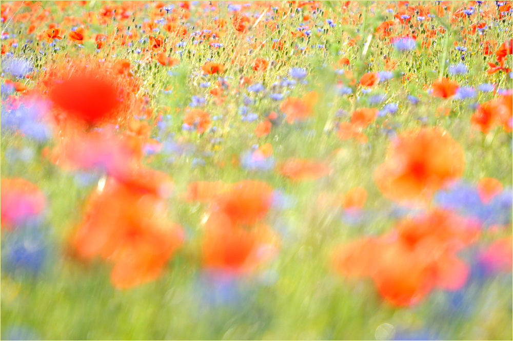 ~ Mohn-Aquarell ~