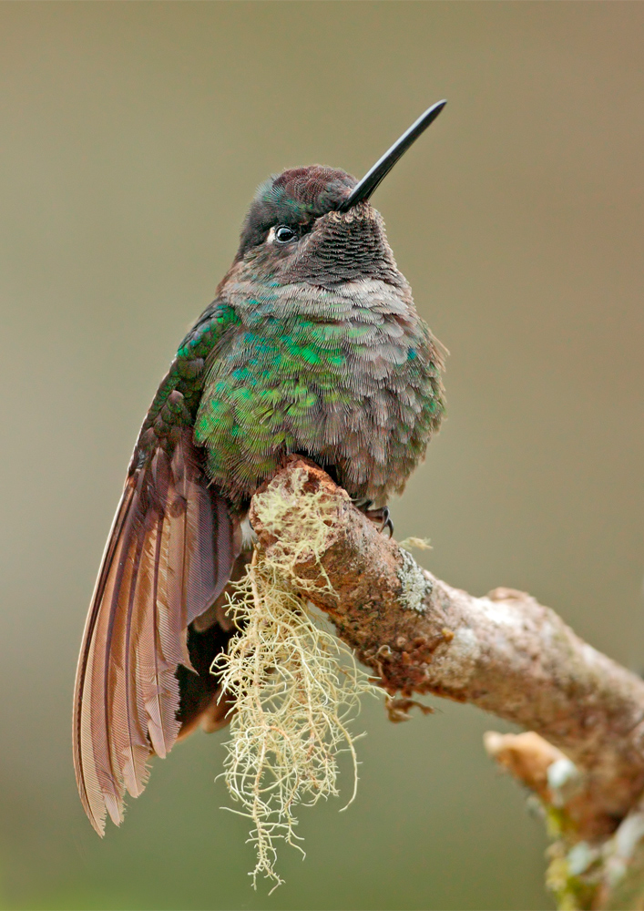 Violettkron-Brilliantkolibri (Eugenes fulgens)