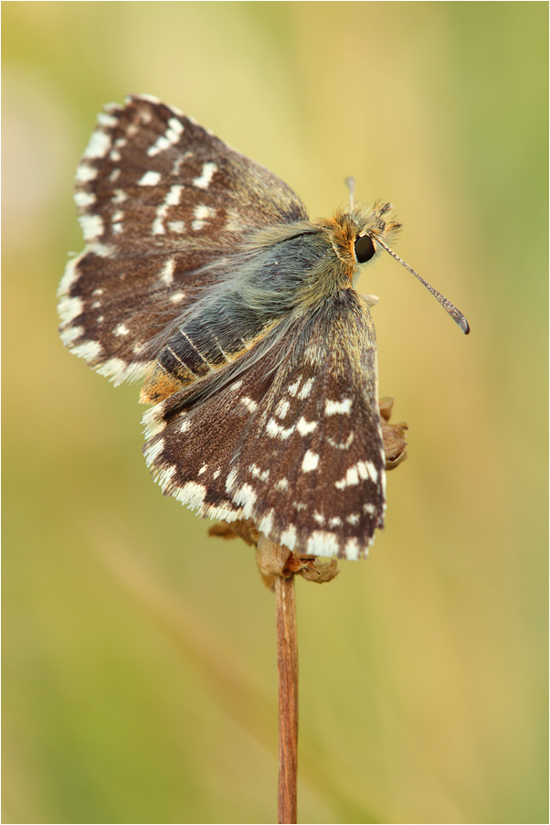 Spialia sertorius