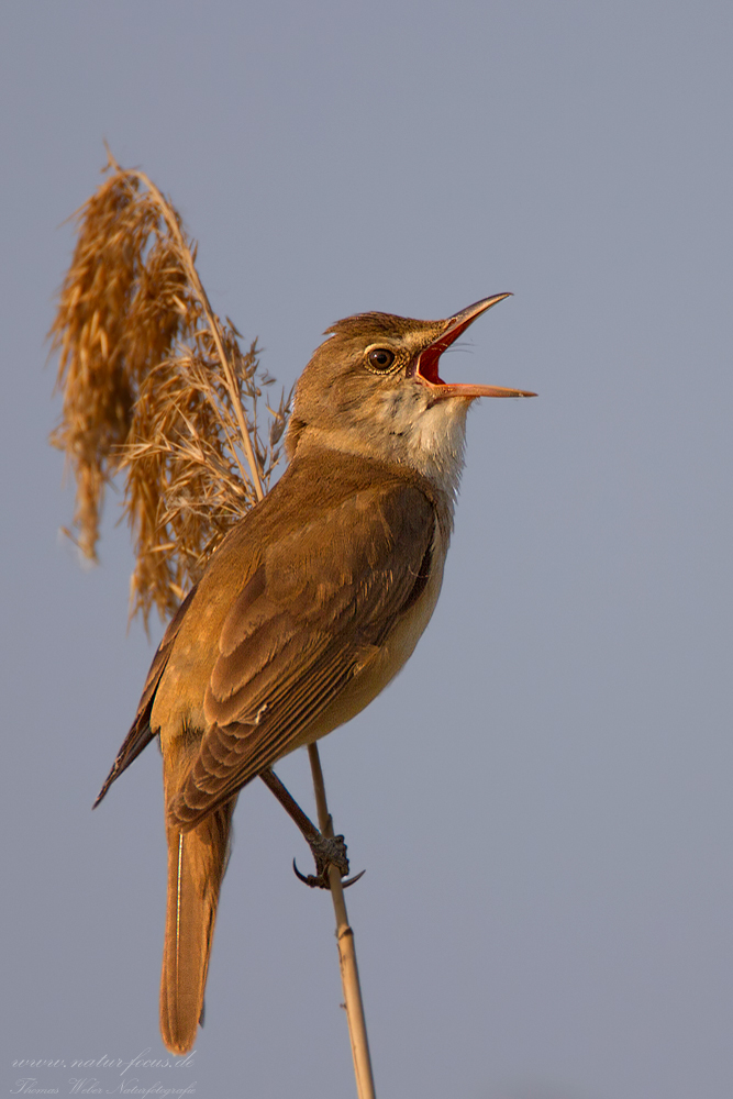 Drosselrohrsänger (Acrocephalus arundinaceus)