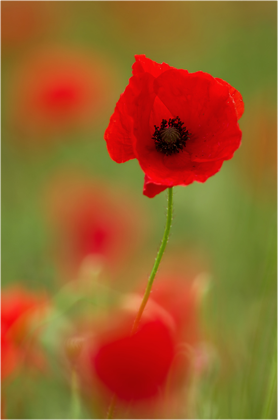 Klatschmohn