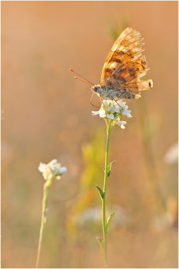 Leise wie ein Schmetterling...