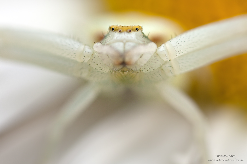 Veränderliche Krabbenspinne