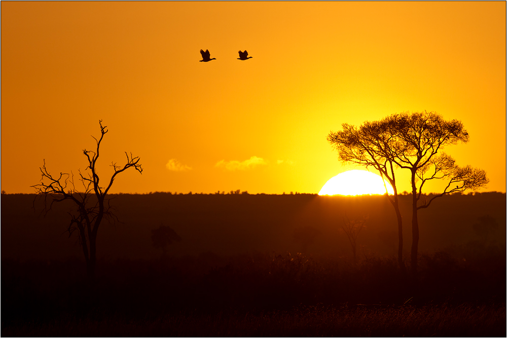 Masai Mara