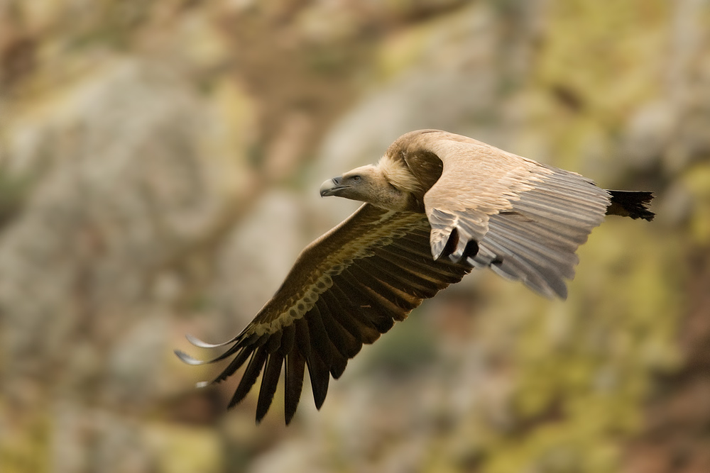 Griffon Vulture