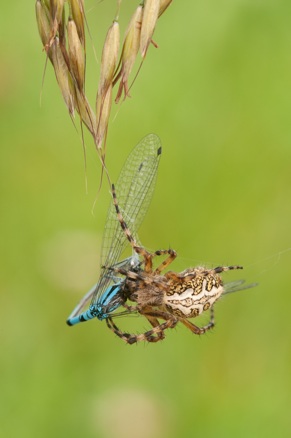 Eichblatt-Radspinne: