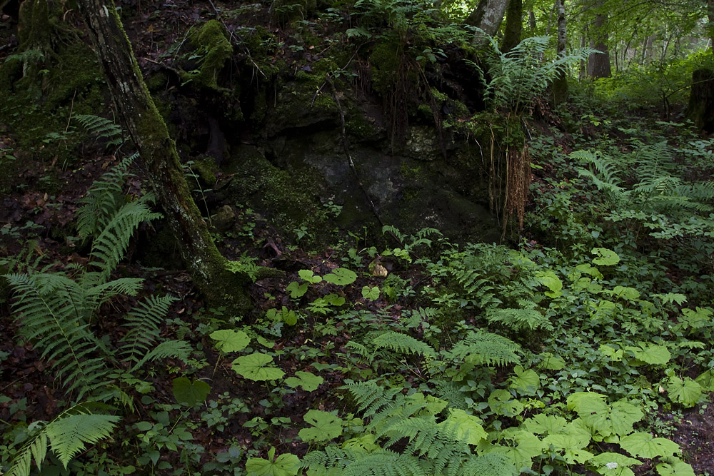 Urwald im Allgäu