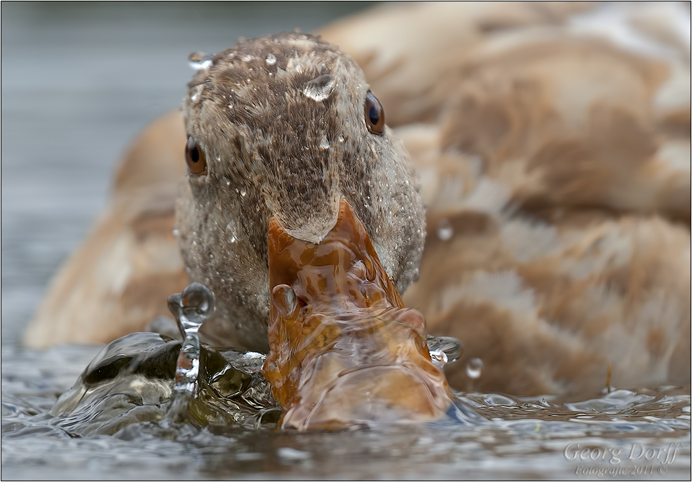 Wasserspiele…