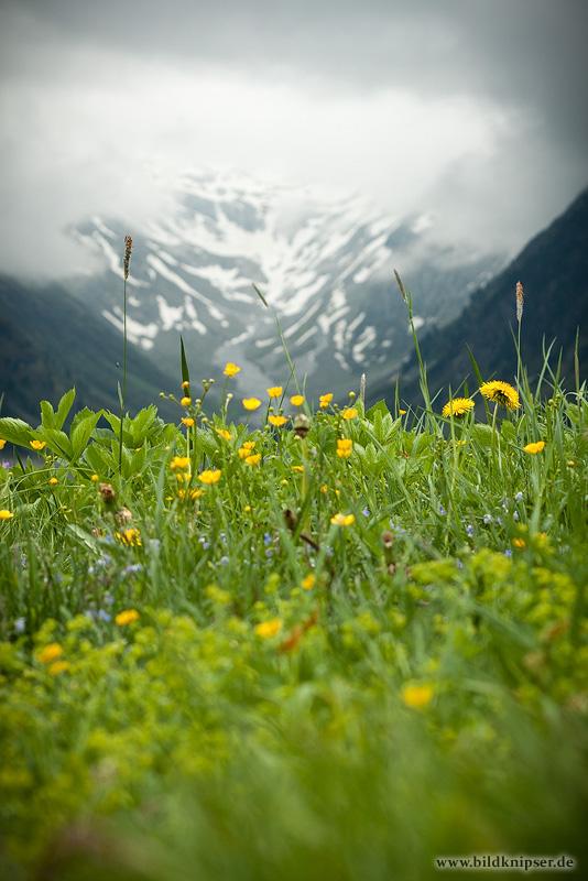 Alpenwiese (Forum für Naturfotografen)