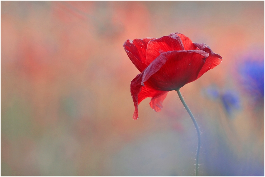 "Red Poppy"