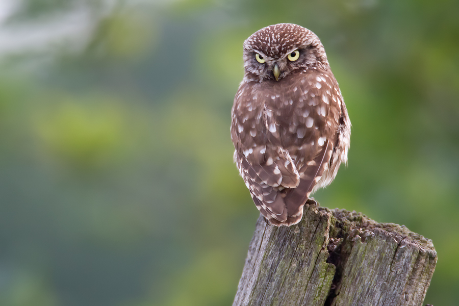 Steinkauz (Athene noctua)