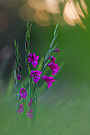 Sumpfgladiole