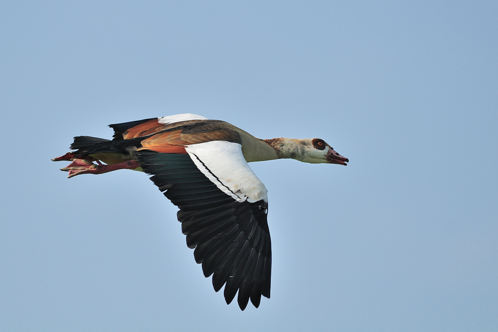 Nilgans