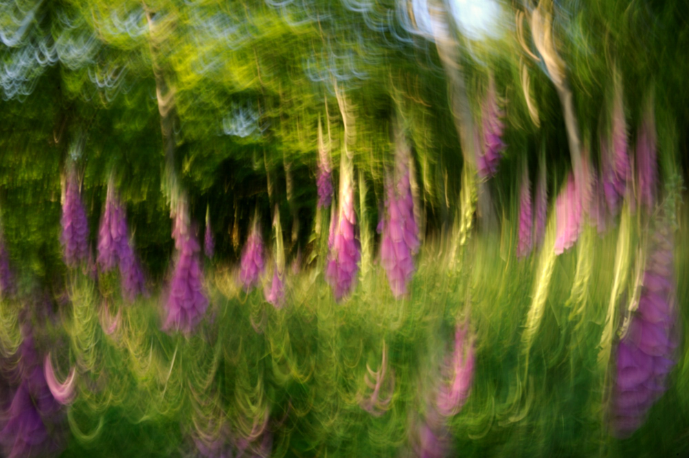 Roter Fingerhut (Digitalis purpurea)