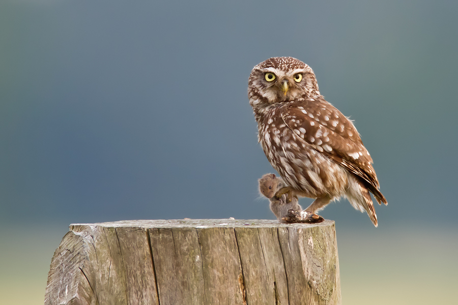 Steinkauz (Athene noctua) mit erbeuteter Maus