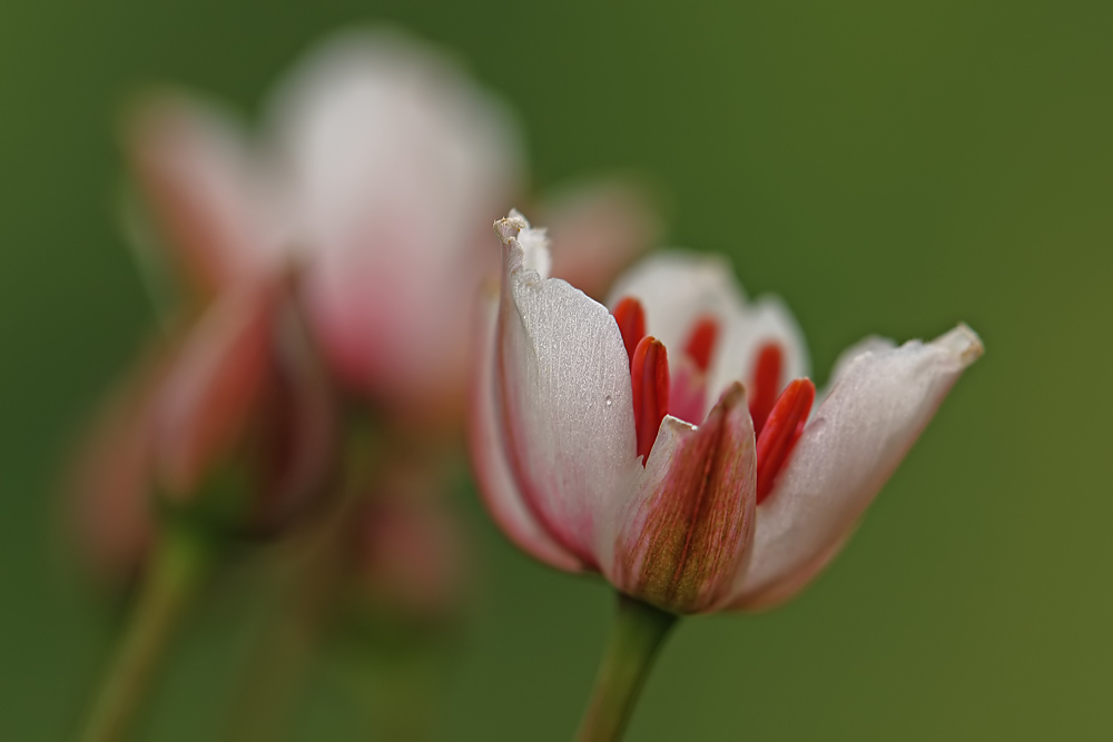 Schwanenblume