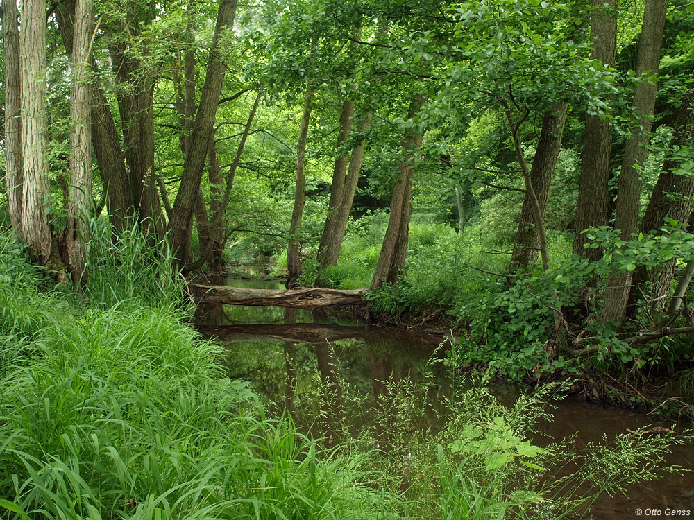 Der Bach in meinem Garten