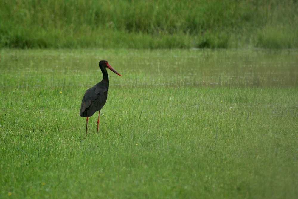 Schwarzstorch (Ciconia nigra)