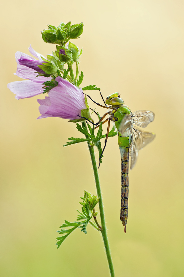 Blumen für die Königin (Forum für Naturfotografen)