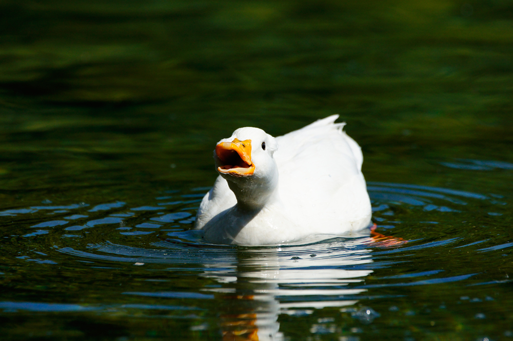 Weisse Ente? (Forum für Naturfotografen)