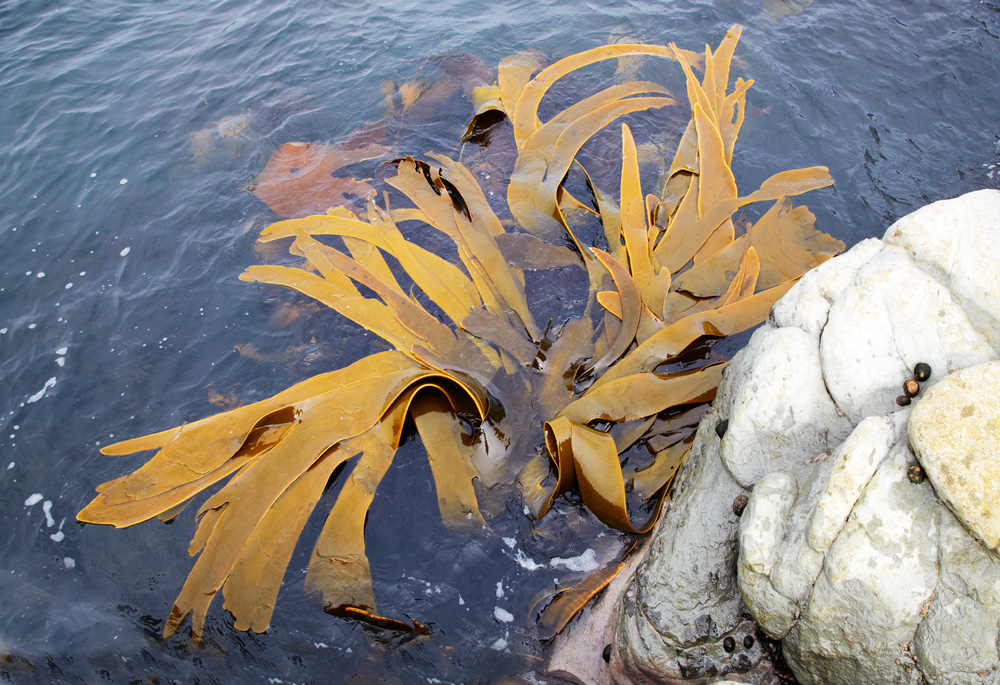 Kelp...