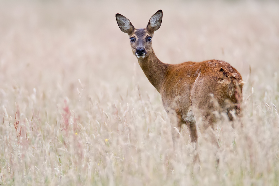 Reh (Capreolus capreolus)