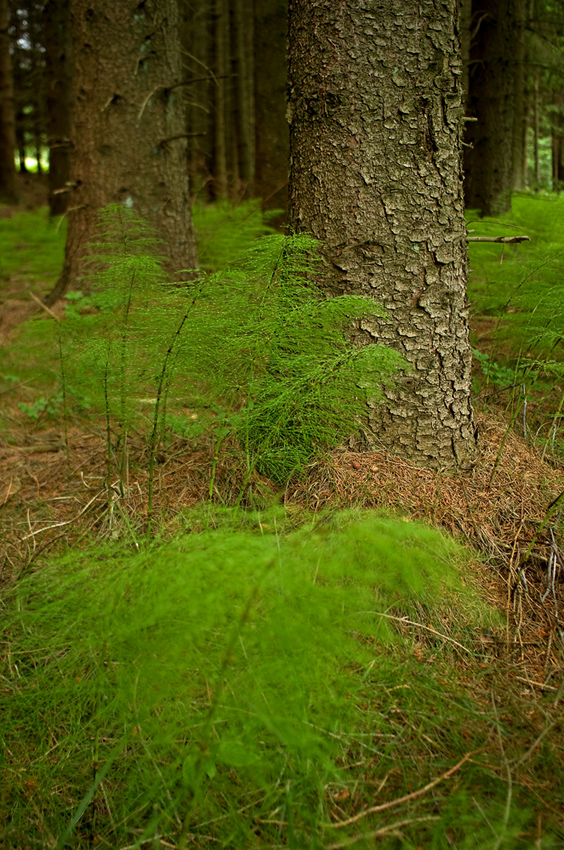 Im Schachtelhalmwald die II