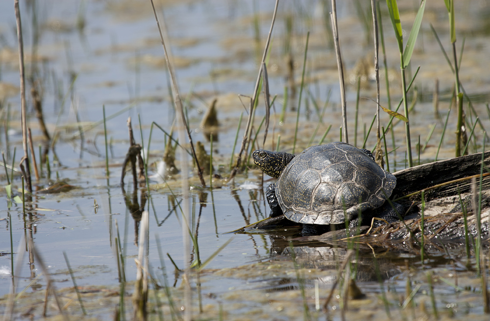 Europäische Sumpfschildkröte (Emys orbicularis)