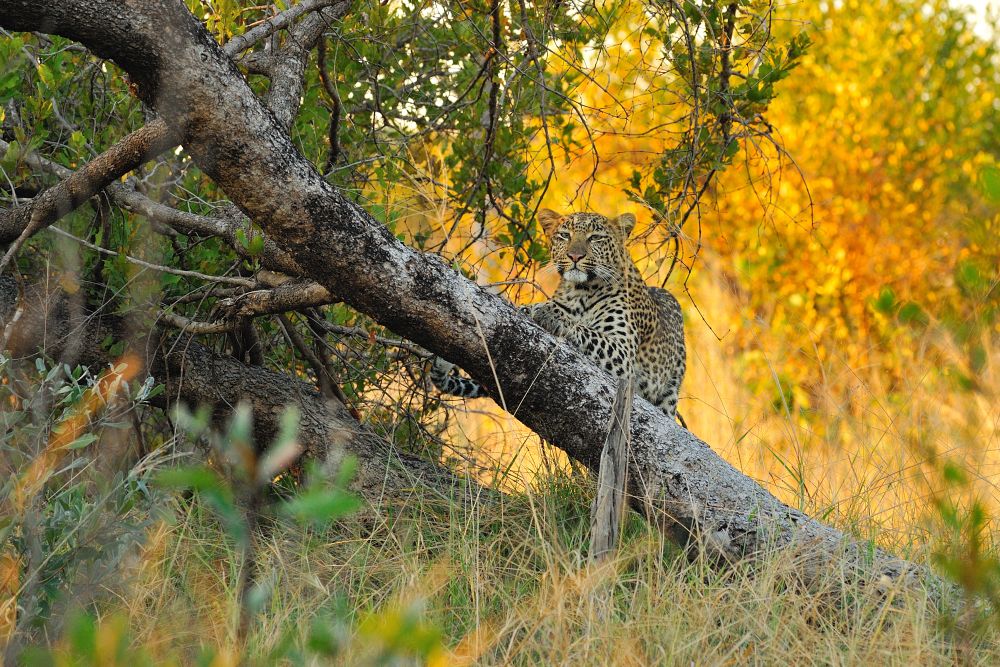 Leopard (Panthera pardus)