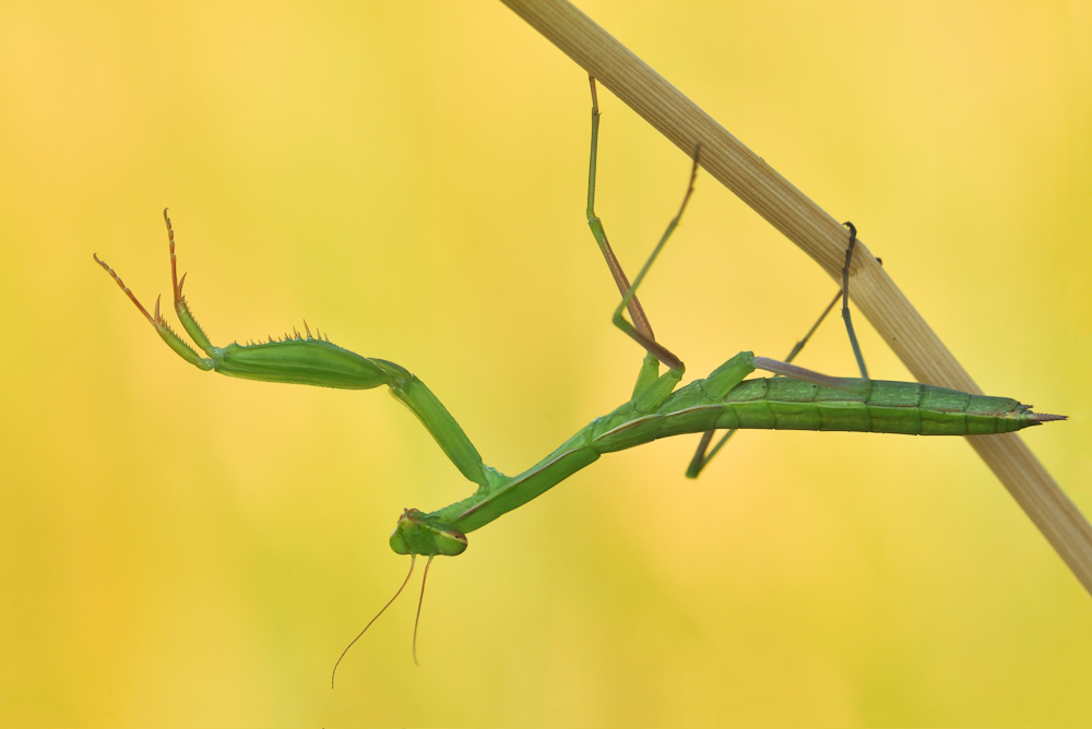 Junge Mantis