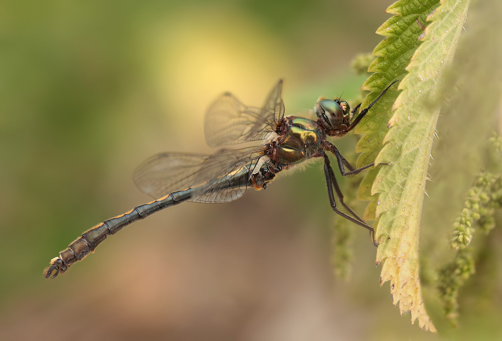 Oxygastra curtisii - Gekielter Flussfalke