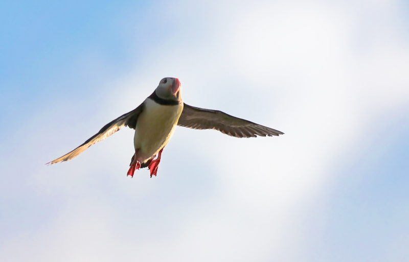 Papageitaucher im Anflug