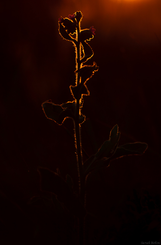 Silhouette