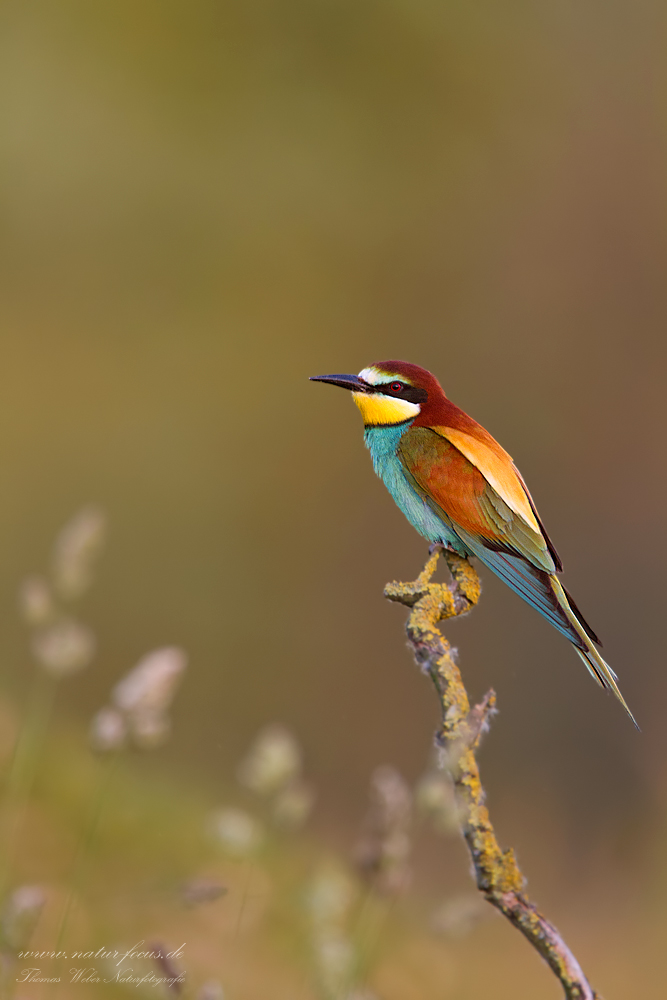 Bienenfresser (Merops apiaster)