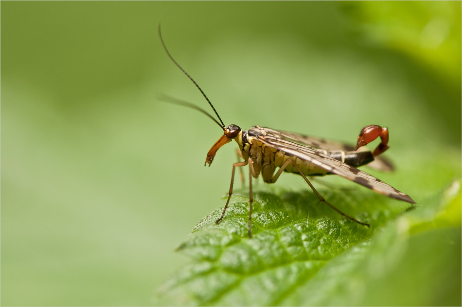 eine Skorpionsfliege