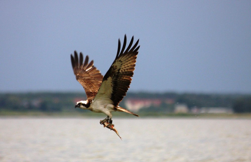 Fischadler in der Uckermark