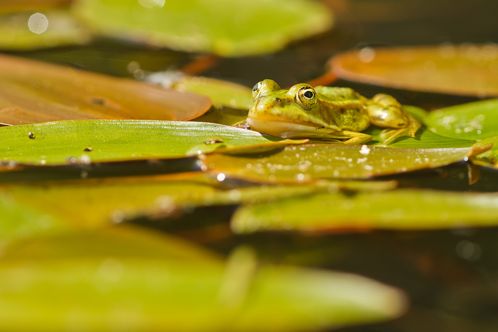 Froschwelt