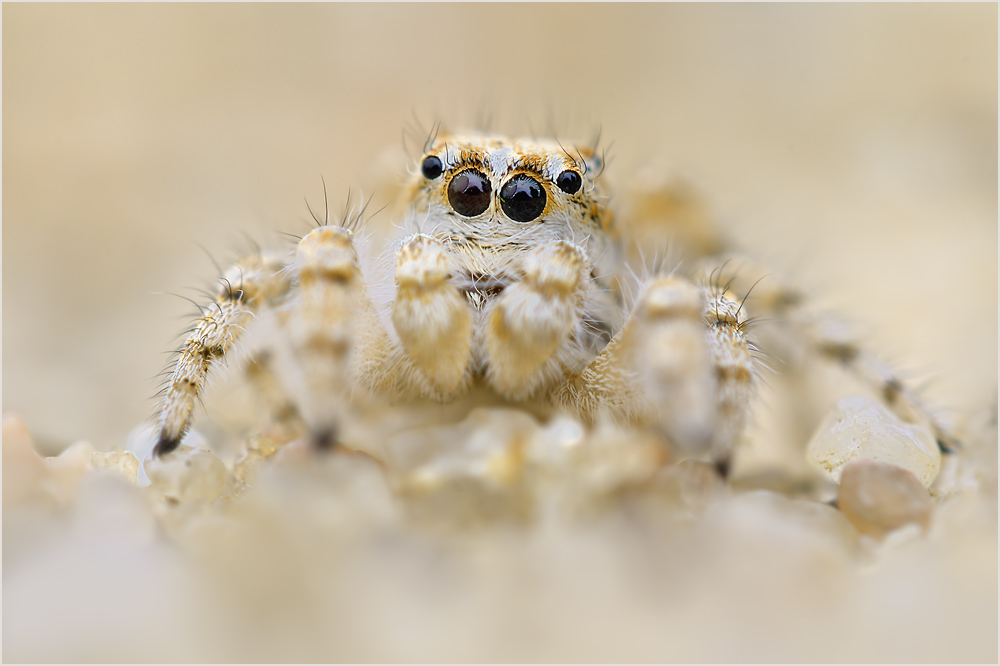 ~ Dünen-Springspinne ~