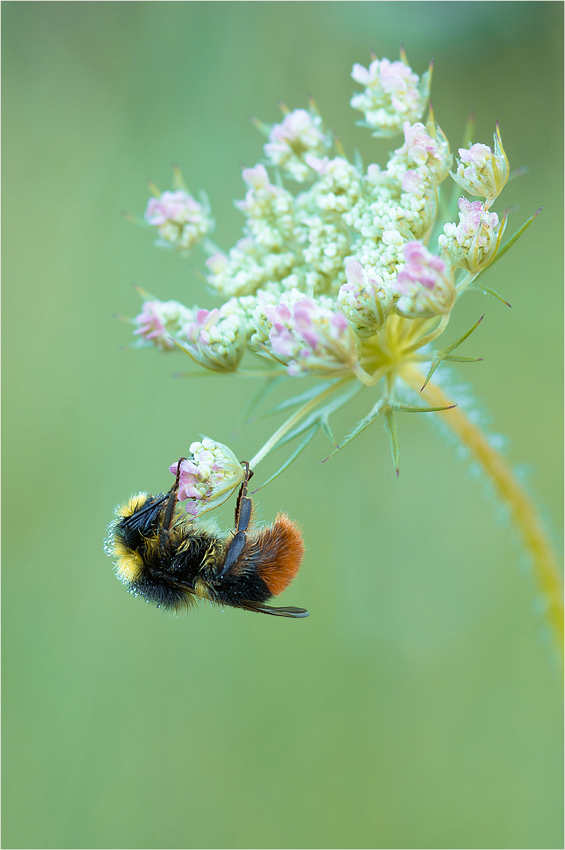 Hummel beim Abhängen