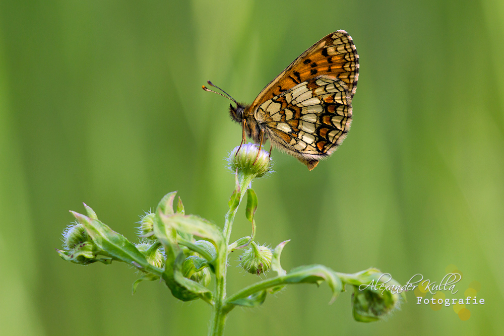 Wachtelweizen-Scheckenfalter (M. athalia)