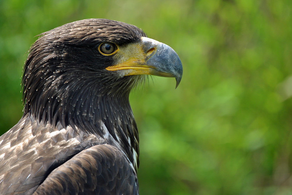 Steppenadler