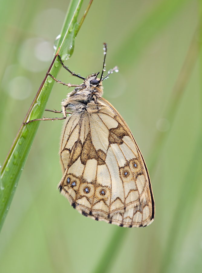 Schachbrettfalter