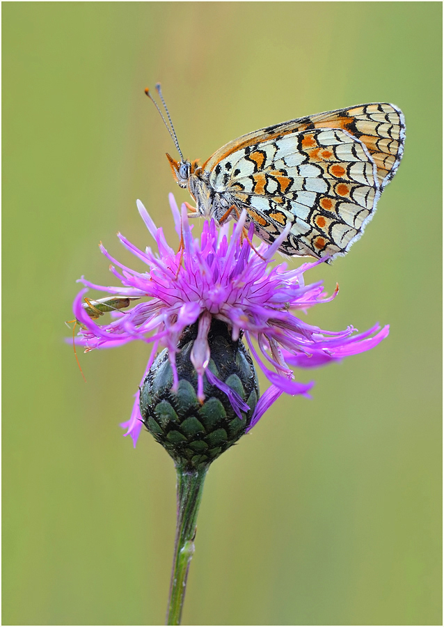 *Flockenblumen-Scheckenfalter *