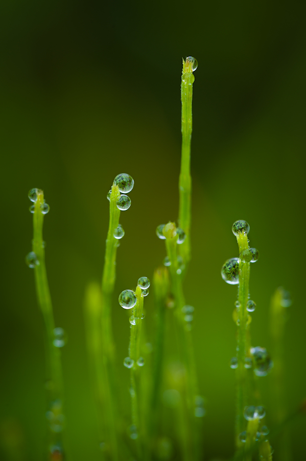  - image::Philipp_Rein_plants_pflanzenwelt_schachtelhalm_tropfen_water_wassertropfen_naturgewalten_nature_drop_bodenpflanzen_horsetail_landscape_natur_landschaft_+