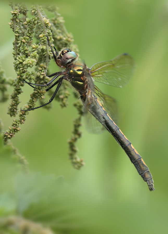 Oxygastra curtisii - Weibchen