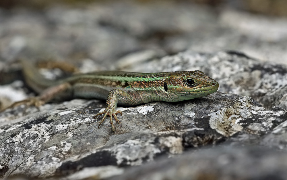 Podarcis peloponnesiacus