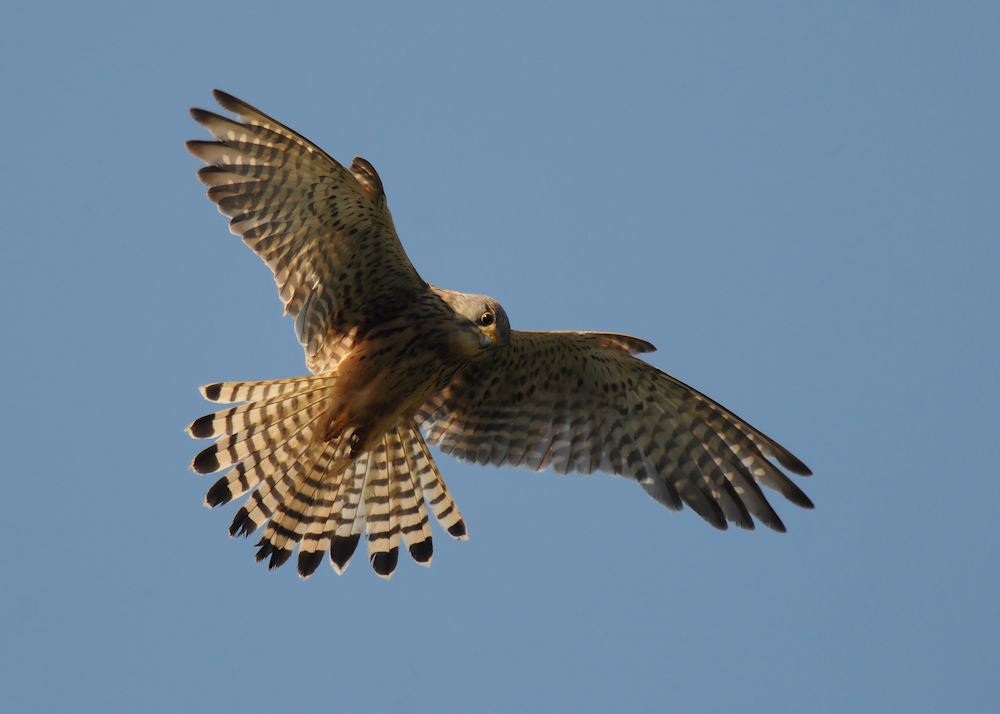 Turmfalke